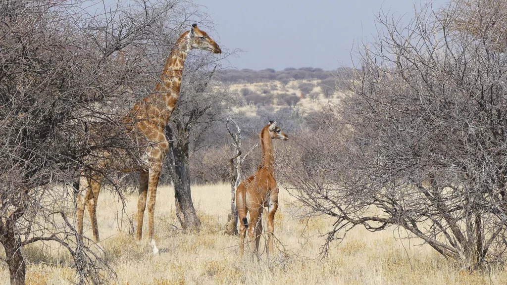 jirafa nuevo tipo de jirafa mundo animal » garrapatas