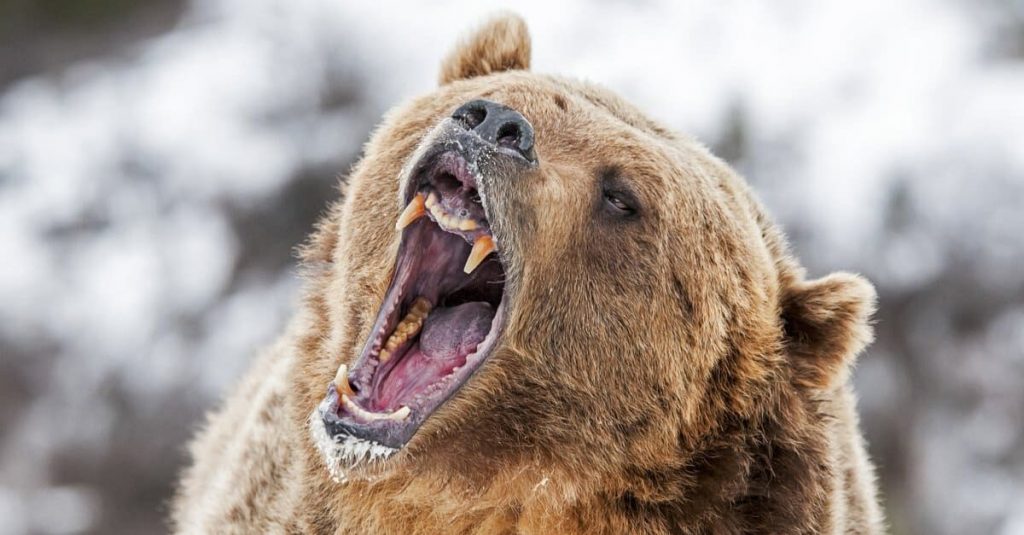 oso grizzley ataque en una boda » garrapatas