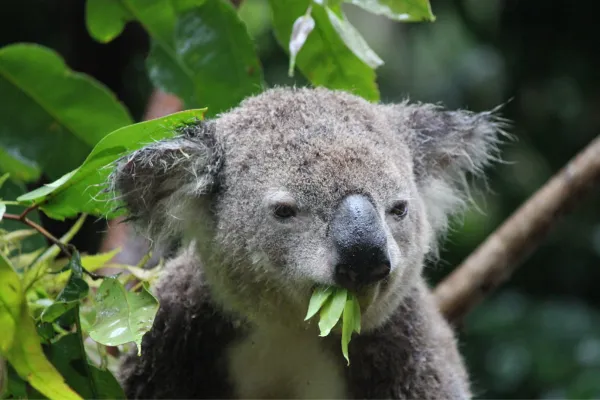 koalas curiosidades123 » Gato Bengalí