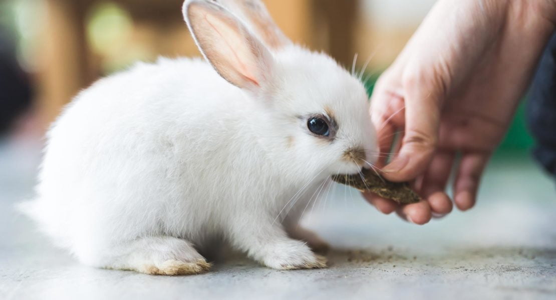 conejo alimento mano 1110x600 1 » Guía completa para cuidar a tu conejo en casa