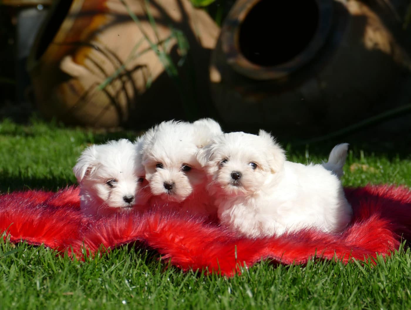 paradis pets perros bichon maltes 014 1400x1057 1 » El Bichón Maltés: Guía Completa
