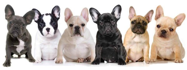 Bulldog Frances origen caracteristicas alimentacion y mucho mas » Guía completa del Bulldog Francés