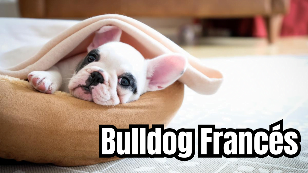 EL PODER ESTOICO » Guía completa del Bulldog Francés