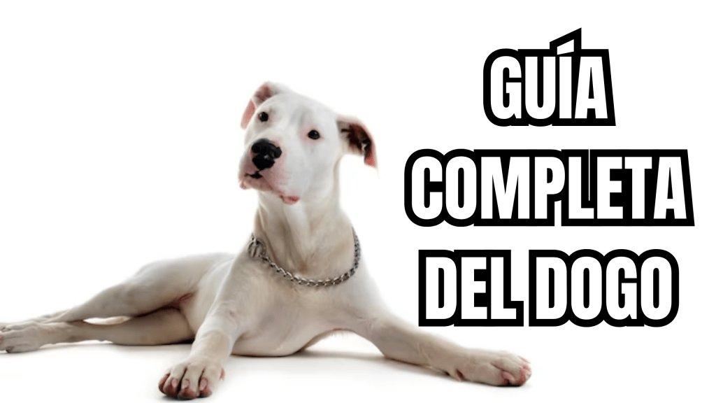EL PODER ESTOICO 3 » Guía completa del Dogo Argentino