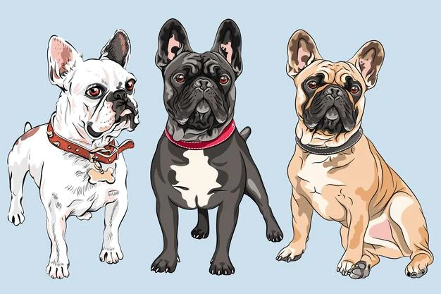 How big do Frenchies Get » Guía completa del Bulldog Francés