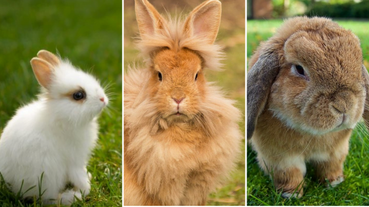 Tipos conejos adecuados » ¿Cuál es el mejor conejo para tener de mascota?