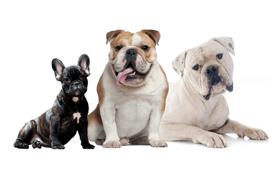 bulldog » Guía completa del Bulldog Francés