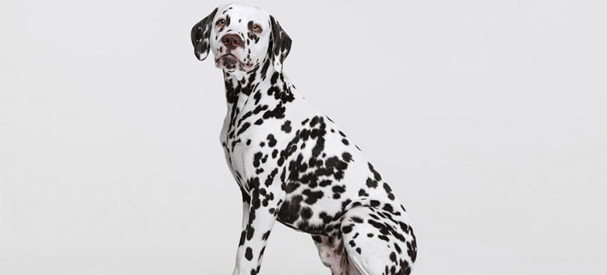 dalmata caracteristicas y cuidados » Dálmatas: Guía completa sobre esta raza canina