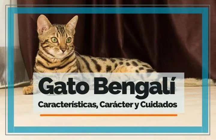 gato bengali 03 » Gato Bengalí