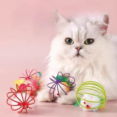 Accesorios para Gatos