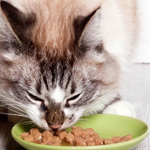 Alimentos Húmedos para Gatos