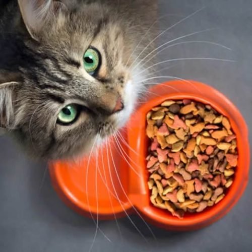 Alimentos Secos para Gatos